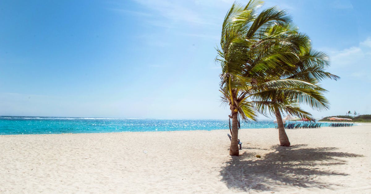 découvrez un lieu enchanteur où la beauté naturelle et la sérénité se rencontrent. 'paradise' vous invite à échapper à la routine quotidienne pour une expérience inoubliables de détente et de découvertes exotiques.
