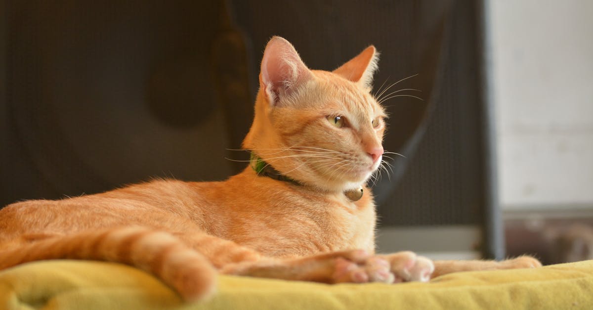 découvrez notre sélection de colliers pour chats alliant style et confort. offrez à votre félin un accessoire pratique et tendance, conçu pour sa sécurité et son bien-être. idéal pour les promenades ou comme élément de personnalisation, nos colliers sauront satisfaire les besoins de votre compagnon à quatre pattes.