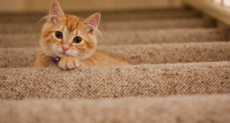 découvrez notre sélection de colliers pour chats, alliant confort, sécurité et style. offrez à votre félin un accessoire tendance et pratique, idéal pour les promenades et l'identification.