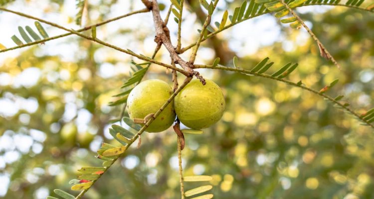 découvrez les bienfaits du soleil sur la santé : amélioration de l’humeur, renforcement du système immunitaire et synthèse de la vitamine d. profitez du soleil en toute sécurité !