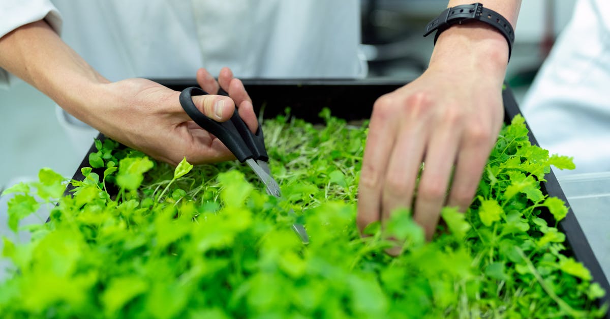 découvrez les principes et les avantages de la durabilité pour un avenir plus respectueux de l’environnement. conseils, actualités et solutions pour adopter un mode de vie plus durable.